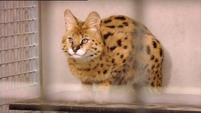 Elefant, Tiger & Co.: Kleine Schweinereien! (362)