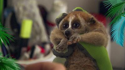 Elefant, Tiger & Co.: Die süßen Trauben (457)