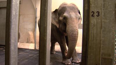 Elefant, Tiger & Co.: Abschied von Rhani? (262)