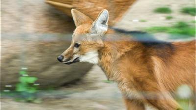 Elefant, Tiger & Co.: Peggy Augenlicht (568)