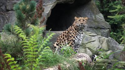 Elefant, Tiger & Co.: Mia, meine Mia (585)