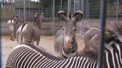 Elefant, Tiger & Co.: Zehn kleine Grevy-Zebras … (637)