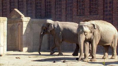 Elefant, Tiger & Co.: Liebe - oder lieber nicht? (468)