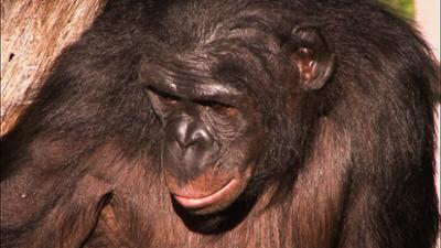 Elefant, Tiger & Co.: Der Wutbaum (458)