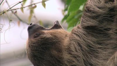 Elefant, Tiger & Co.: Große Freiheit auf St. Fauli (520)