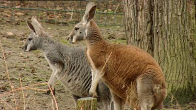 Elefant, Tiger & Co.: Schöner Po macht froh! (302)