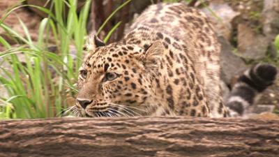 Elefant, Tiger & Co.: Flamingo trifft Eule (569)