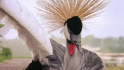 Elefant, Tiger & Co.: Budenzauber (364)