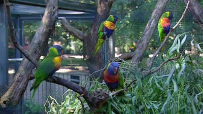 Elefant, Tiger & Co.: Nicht von schlechten Eltern (251)