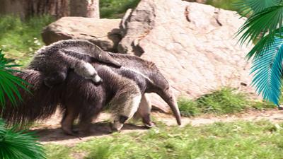 Elefant, Tiger & Co.: Oma ist Mama! (1027)