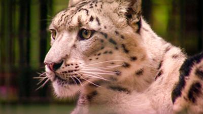 Elefant, Tiger & Co.: Ein Schweineleben (221)