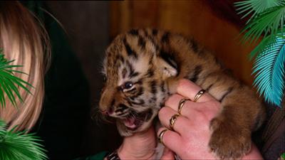 Elefant, Tiger & Co.: Baby-Alarm (303)