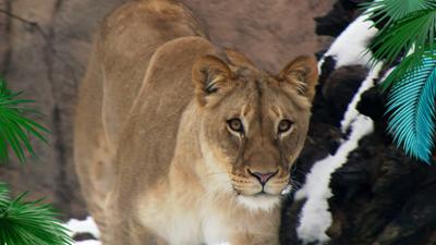 Elefant, Tiger & Co.: Einmal durchleuchten, bitte!  (1162)