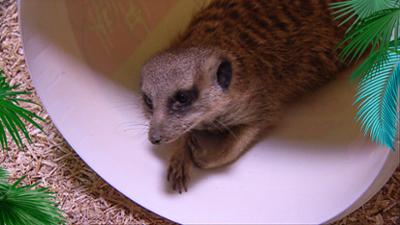 Elefant, Tiger & Co.: Das letzte Geleit (324)