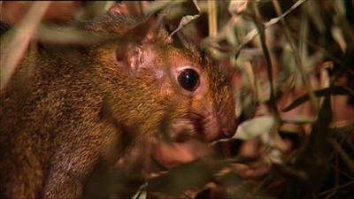 Elefant, Tiger & Co.: Der Duft, der Frauen ... besänftigt? (344)