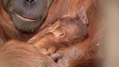 Elefant, Tiger & Co.: Regen, nichts als Regen (943)
