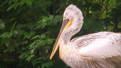 Elefant, Tiger & Co.: Vatnes roter Teppich (571)