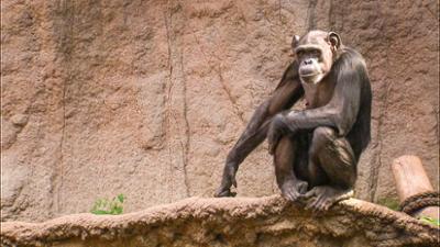 Elefant, Tiger & Co.: Scheibenkleister! (570)