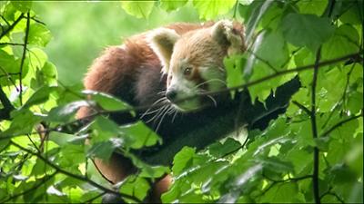 Elefant, Tiger & Co.: Frische Franzosen (365)