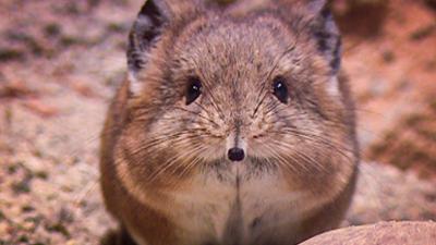 Elefant, Tiger & Co.: Der Duft der Frauen (285)