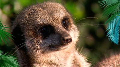 Elefant, Tiger & Co.: Buschgeflüster (537)