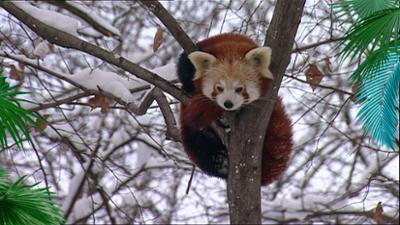 Elefant, Tiger & Co.: Der Bär ist los! (345)