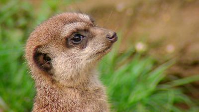 Elefant, Tiger & Co.: Junge, Junge! (366)