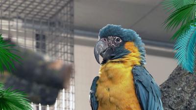 Elefant, Tiger & Co.: Ein besonderer Kauz (1175)