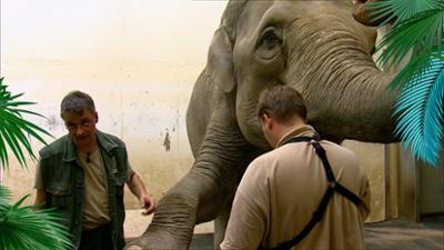 Elefant, Tiger & Co.: Übung macht den Meister (187)