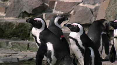 Elefant, Tiger & Co.: Invasion der Frackträger (471)
