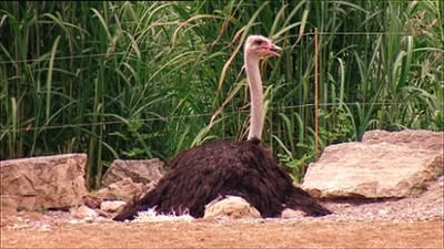 Elefant, Tiger & Co.: Aller Anfang ist schwer ... (264)