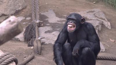 Elefant, Tiger & Co.: Zickenterror im Affentheater (538)