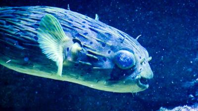 Elefant, Tiger & Co.: Gefährliche Fracht (554)