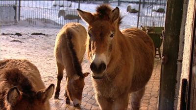 Elefant, Tiger & Co.: Kalter Schweiß (346)