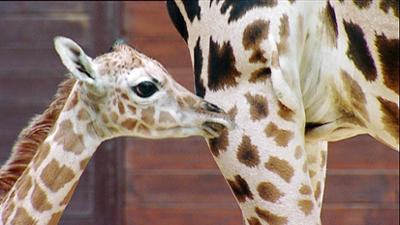 Elefant, Tiger & Co.: Geburtenlawine (169)