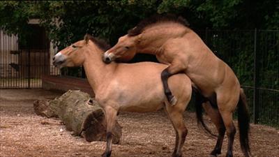 Elefant, Tiger & Co.: Liebe im Dreivierteltakt (265)