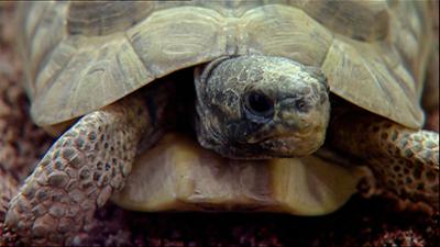 Elefant, Tiger & Co.: Nah am Wasser gebaut (304)