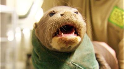 Elefant, Tiger & Co.: Unter großem Geschrei (539)