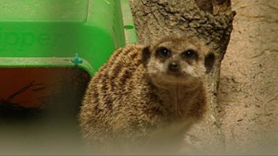 Elefant, Tiger & Co.: Eine Frühlingsrolle im Herbst (327)