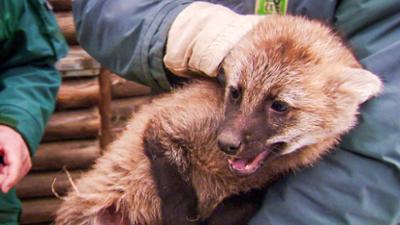 Elefant, Tiger & Co.: Milchdiebe (555)