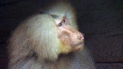 Elefant, Tiger & Co.: Wege zum Glück (347)