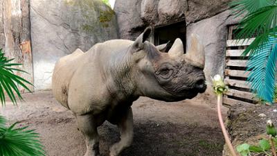 Elefant, Tiger & Co.: Vorbereitung ist alles (1075)