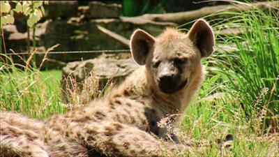 Elefant, Tiger & Co.: Bombenstimmung! (266)