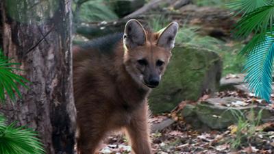 Elefant, Tiger & Co.: Im Premierenfieber (1158)