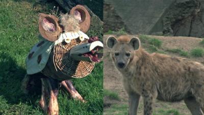 Elefant, Tiger & Co.: Auge um Auge! (522)