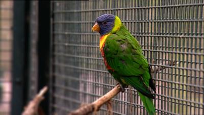 Elefant, Tiger & Co.: Was lange währt ... (305)