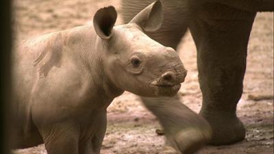 Elefant, Tiger & Co.: Mensch, das kleine Nashorn (540)