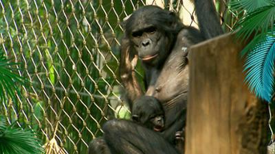 Elefant, Tiger & Co.: Wunschkind und Kinderwunsch (328)