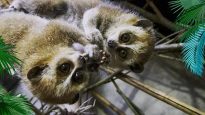 Elefant, Tiger & Co.: Goldstücke (926)