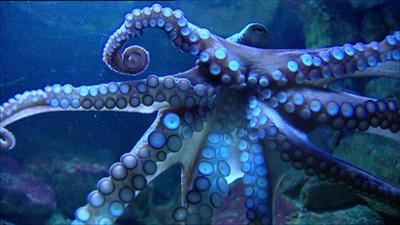 Elefant, Tiger & Co.: LSDS – Leipzig sucht den Superstar (348)